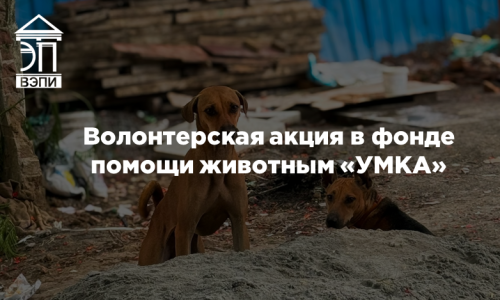 Волонтерская акция в фонде помощи животным «УМКА»